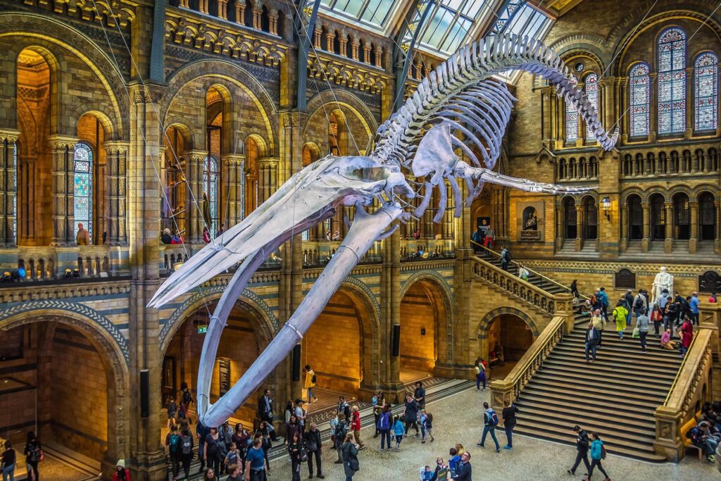 Whale skeleton hanging in London museum hall