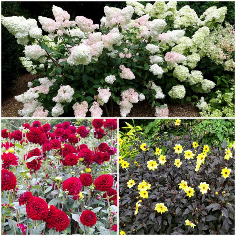 white, red,and yellow flowers in a bed